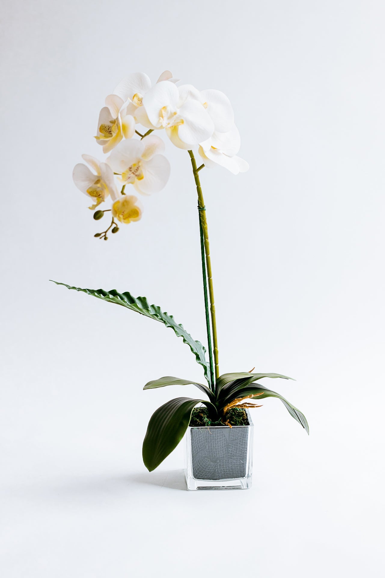 ORCHID FLOWER I