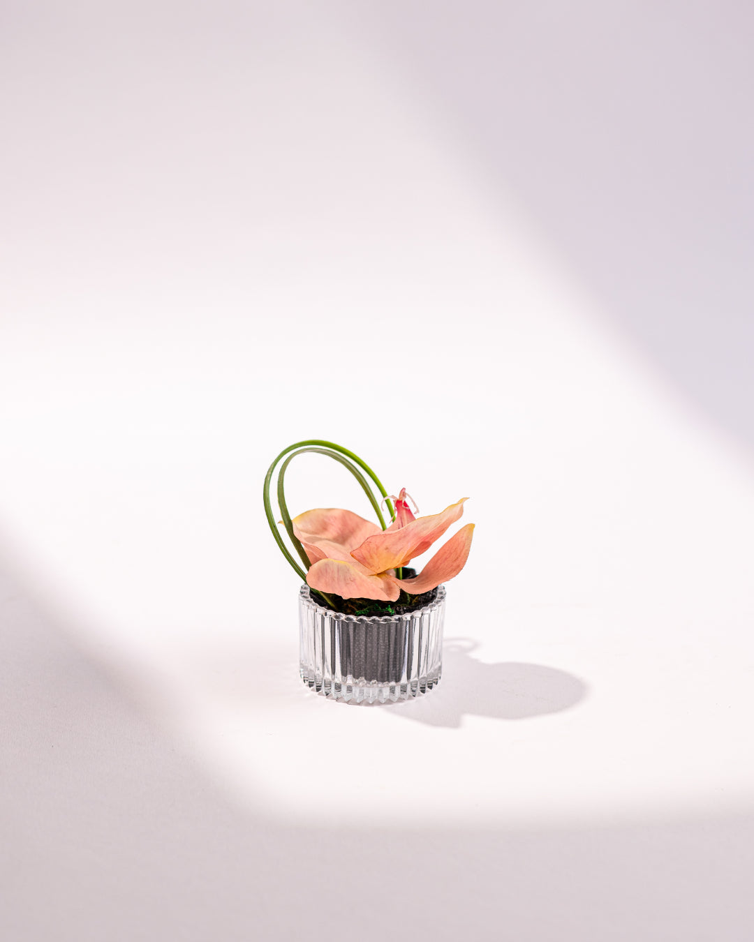 MINI ROSE ROUND ORCHID