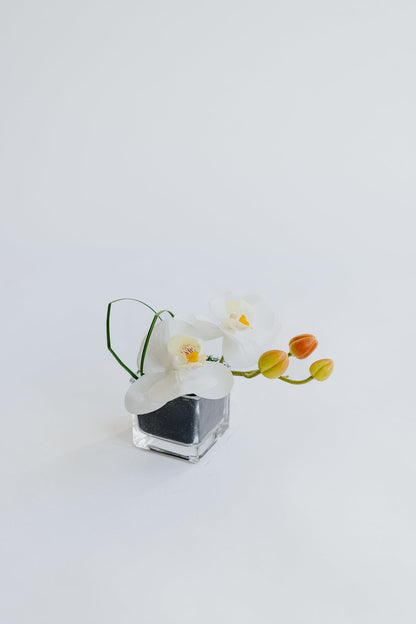 MINI ORCHID II