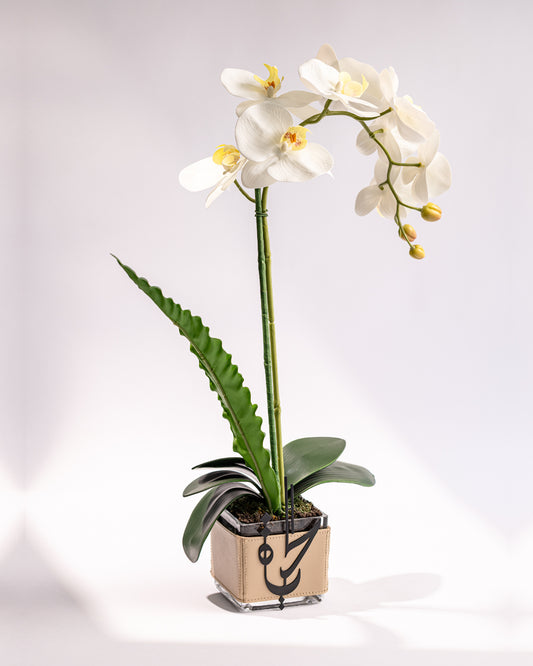 ALHAYAT ORCHID FLOWER