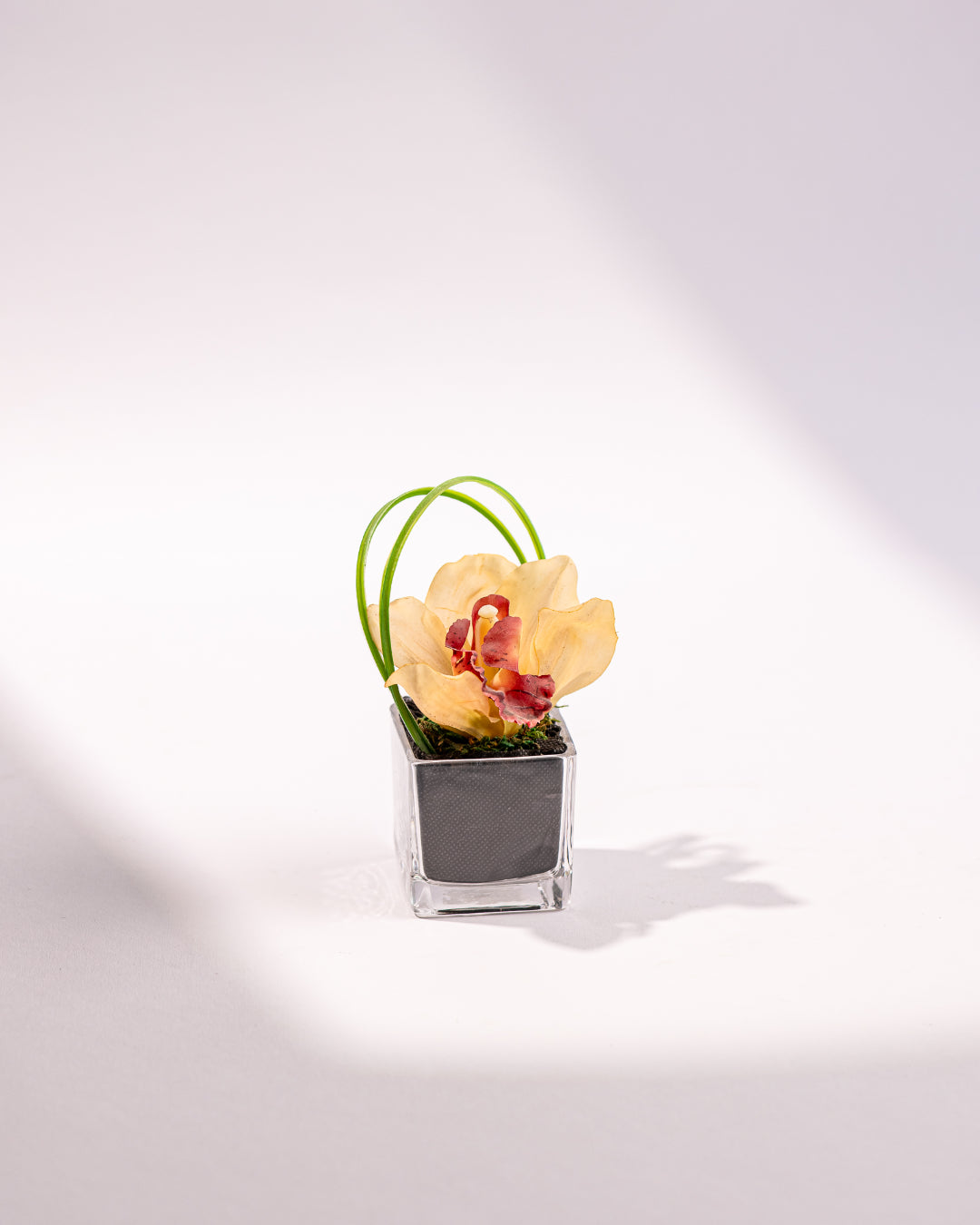MINI WARM ORCHID
