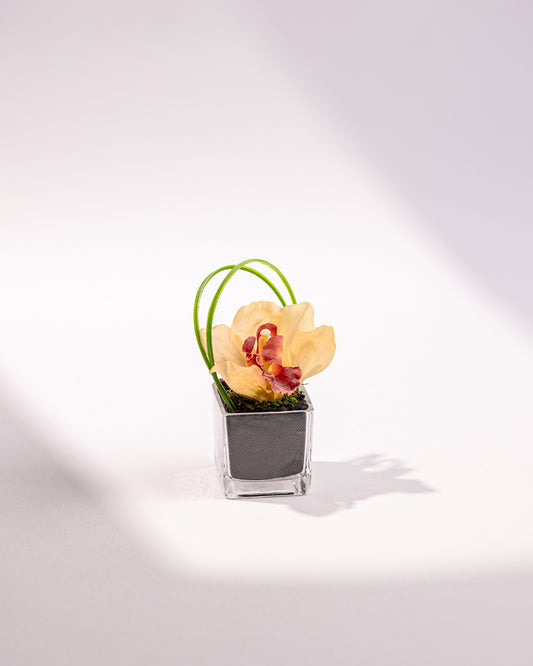 MINI WARM ORCHID
