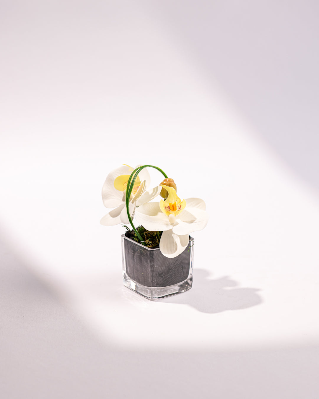 MINI ORCHID II